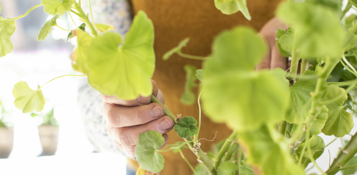 Klipp av ovanför ett nytt skott om det sitter på ett bra ställe på grenen. Klipp av pelargonen ovanför ett nytt skott om det sitter på ett bra ställe på grenen.