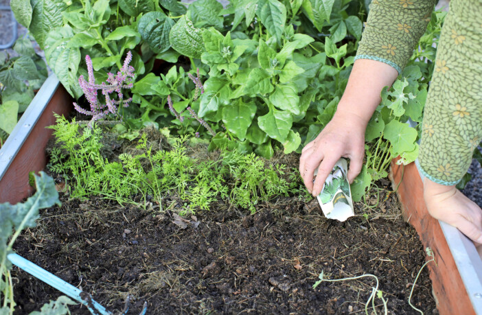 Anette Brunsell sår pak choi och tatsoi i september.