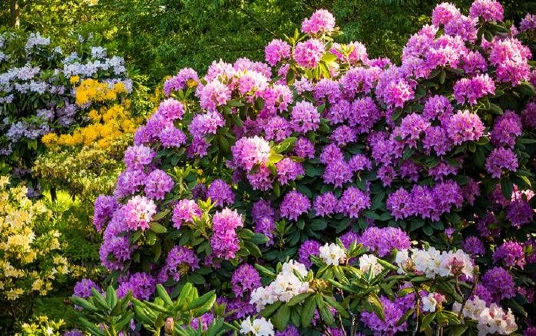 Rhododendron tappar inte sina blad under vintern. Foto: Shutterstock/IBL Bildbyrå Rosablommande rhododendron.