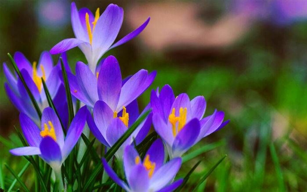 Krokus är en välkommen vårhälsning. Foto: Shutterstock/IBL Bildbyrå Blåblommande krokus på vårkanten.