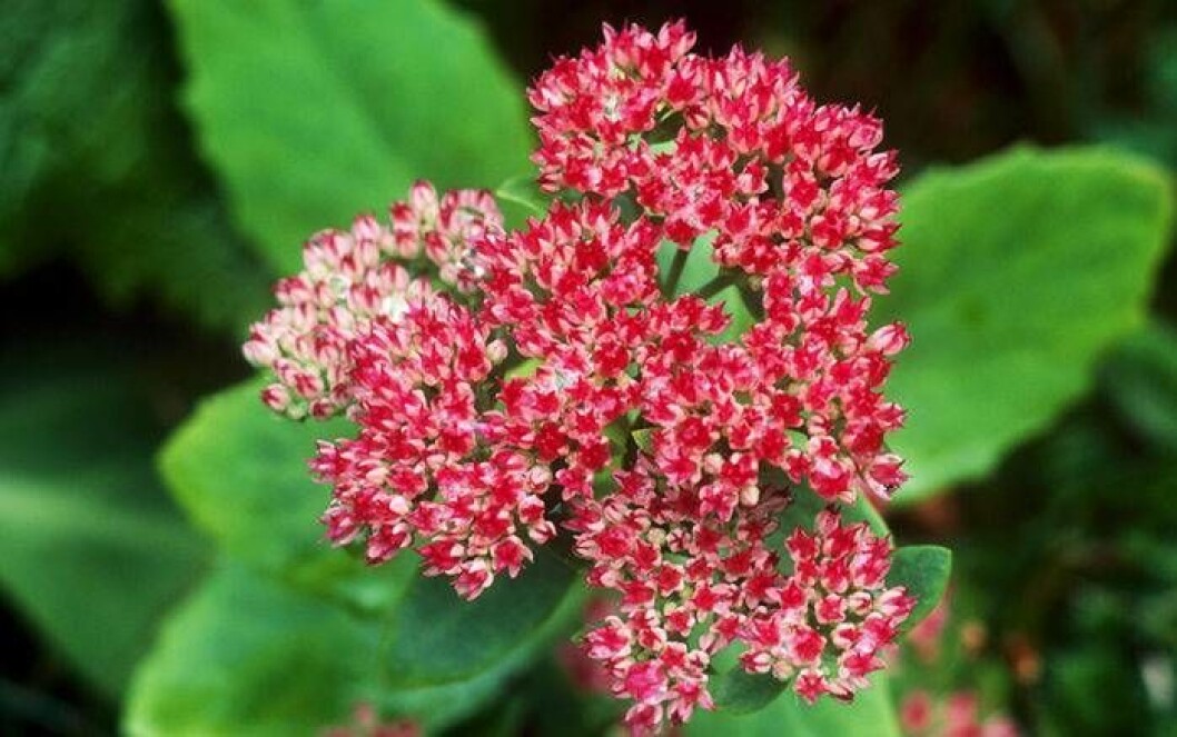 Den långa fetbladiga växten kärleksört är lättodlad. Foto: IBL Bildbyrå En röd kärleksört blommar på hösten.