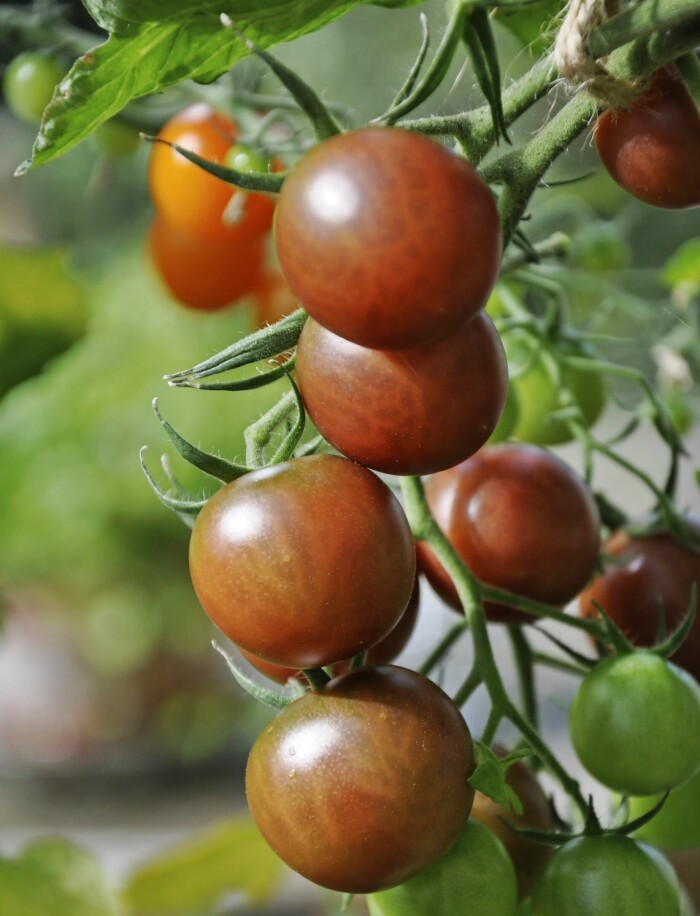 Tomater behöver en varm, solig och skyddad växtplats. Välj lågväxande busktomater om du odlar på friland.
