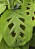 Kalatea får fantastiskt vackra blad i många variationer.