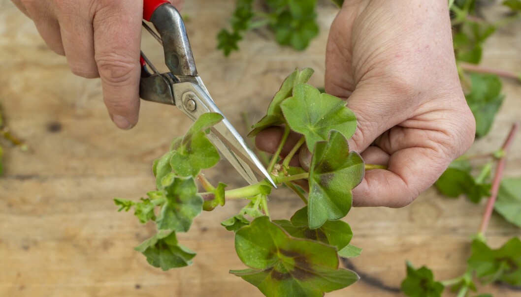 Klipp av toppen av pelargonen.