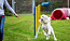 Hundägare och hund tränar agility