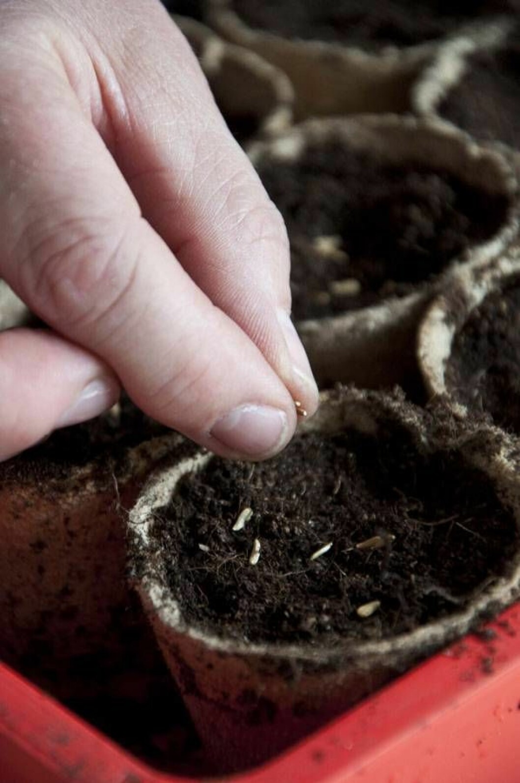 Tagetes kan du så ute direkt, men inomhus i småkrukor har du bättre kontroll och tjänar tid. Foto: Anni Andreasson Tagetes kan du så ute direkt, men inomhus i småkrukor har du bättre kontroll och tjänar tid.