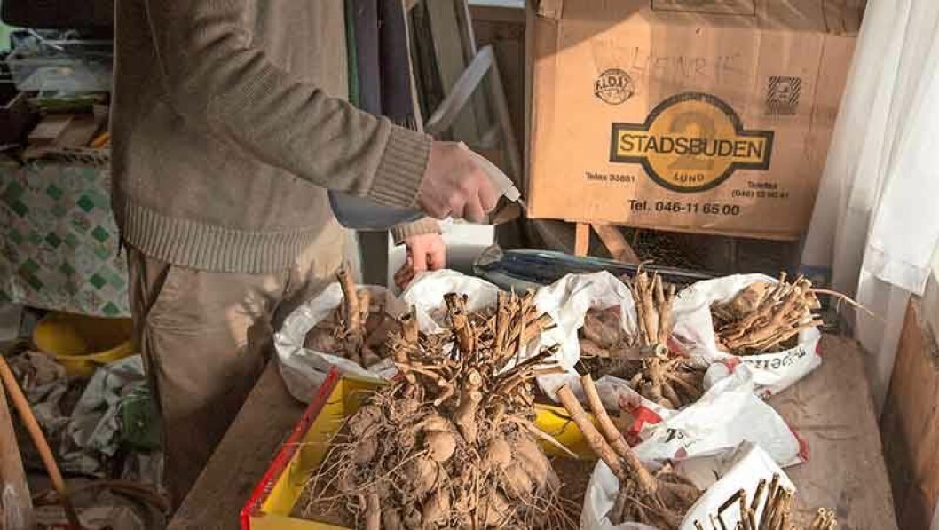 Är knölarna torra är det bra att vattenspreja dem. Foto: Anders Kronborg Är knölarna torra är det bra att vattenspreja dem.