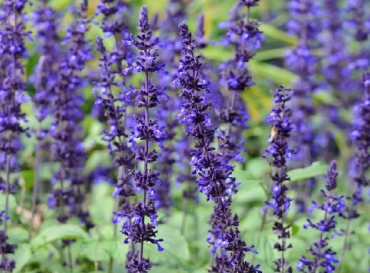 Salvia 'Mystic Spires'