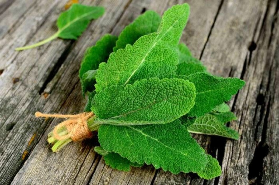 Salvia finns i de flesta kryddträdgårdar. Men vad används den till? Foto: Shutterstock/IBL Salvia