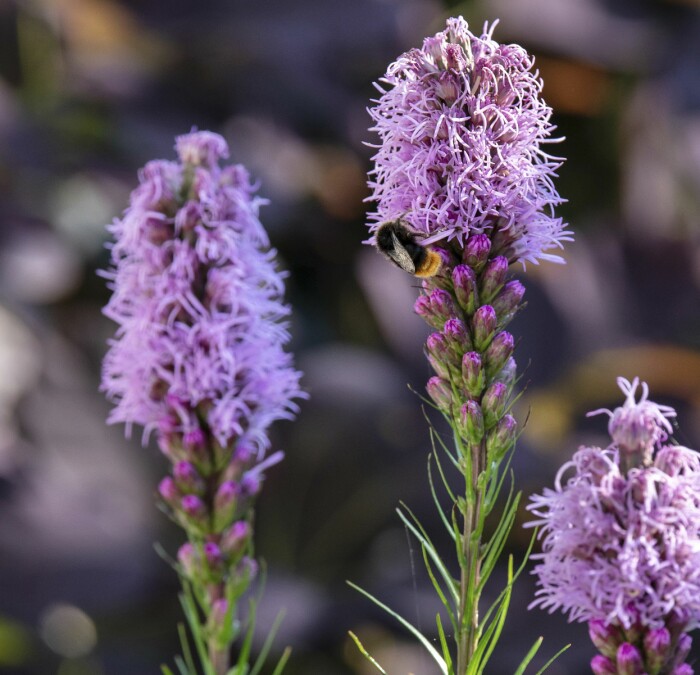 Rosenstav ger rejäl höjd åt samplanteringar och dess speciella utseende ger spännande kontraster. Rosenstav är perenn, blommar länge och älskas av insekter. Rosenstav ger rejäl höjd åt samplanteringar och dess speciella utseende ger spännande kontraster. Rosenstav är perenn, blommar länge och älskas av insekter.
