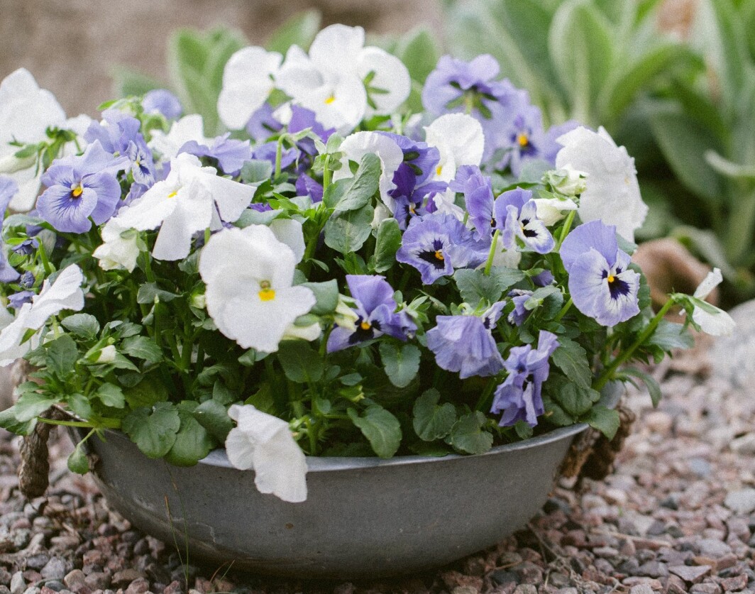 Ett annat sätt är att samplantera ett par färger. I blomsterbutiken finns det ofta färdiga pensémixar att köpa. Samplantering av blommor i olika färger i kruka.
