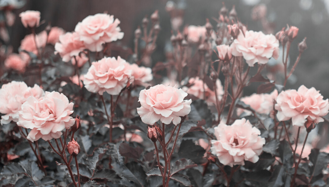 Rosa rosor.