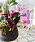Orkidéer samplanterade med palettblad i kruka.