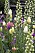 De höga crémefärgade klockliljorna ’Ivory Bells’ och lila gyllenlack Erysimum ’Bowles Mauve’, tillsammans med vita tulpanerna ’Maureen’ och rosa ’Menton’. Det här är en fin balans av växter i olika höjder.