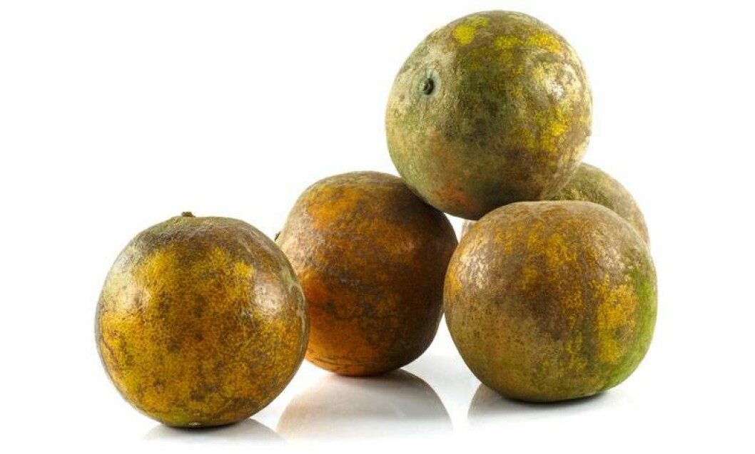 Vad skiljer mandarin, satsumas och clementin åt? Allas