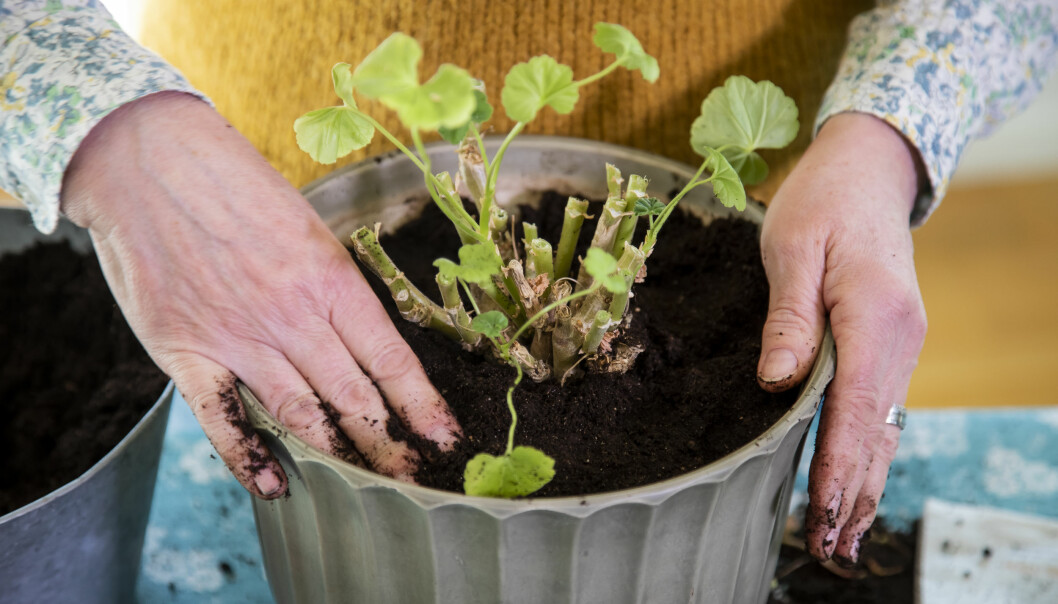 Sätt plantan ungefär lika djupt som den stod i den förra krukan.