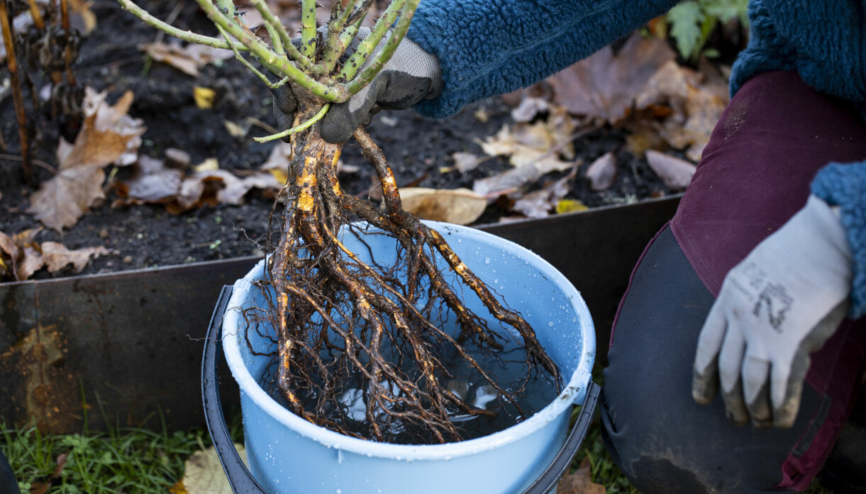 Sätt rosorna i en hink med vatten innan plantering.
