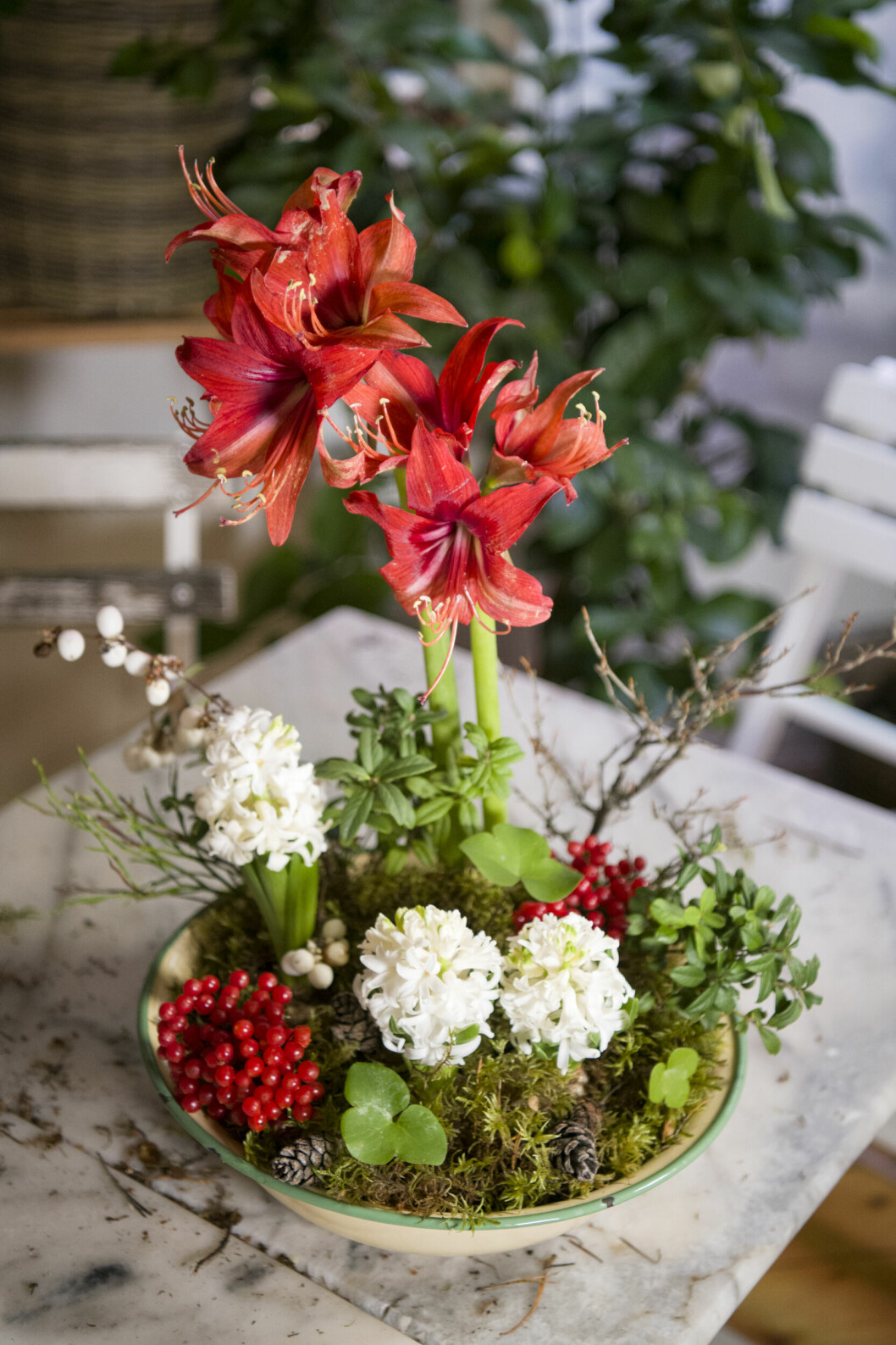 Bild på en amaryllis med många röda blommor som står i ett fat med andra växter, grenar och bär.