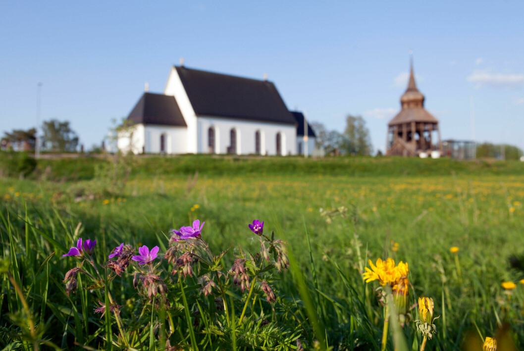 Frösöblomster i förgrunden. Frösöblomster i förgrunden.