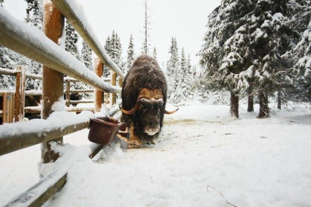 Myskoxe i Tännäs. 