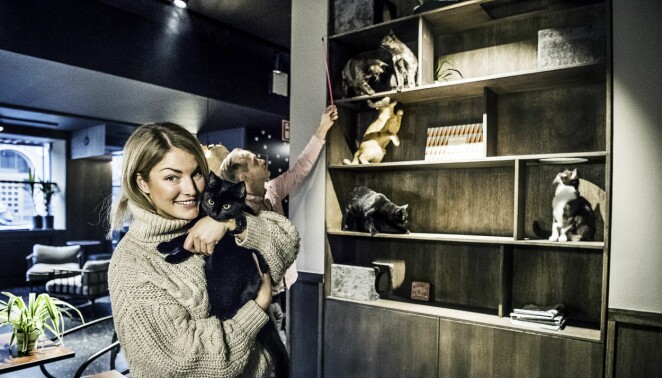Blir du kär kan du adoptera en katt! Foto: TT Blir du kär kan du adoptera en katt! Foto: TT