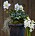 Bild på en julros i en hög svart kruka. Bredvid står en vit hyacint.