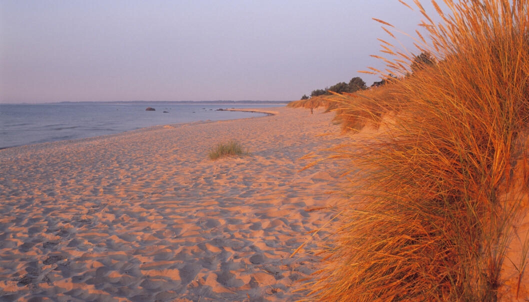 Strand Böda
