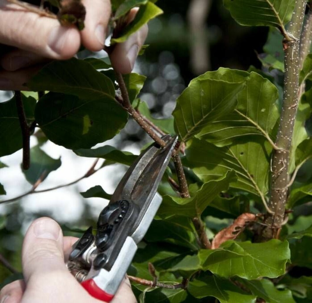 Använd sekatör när du klipper sidogrenarna på unga bokplantor. Då har du kontroll över var snitten läggs. Det är inte många klipp du behöver göra i början. Foto: IBL Klipper en häck med sin sekatör.