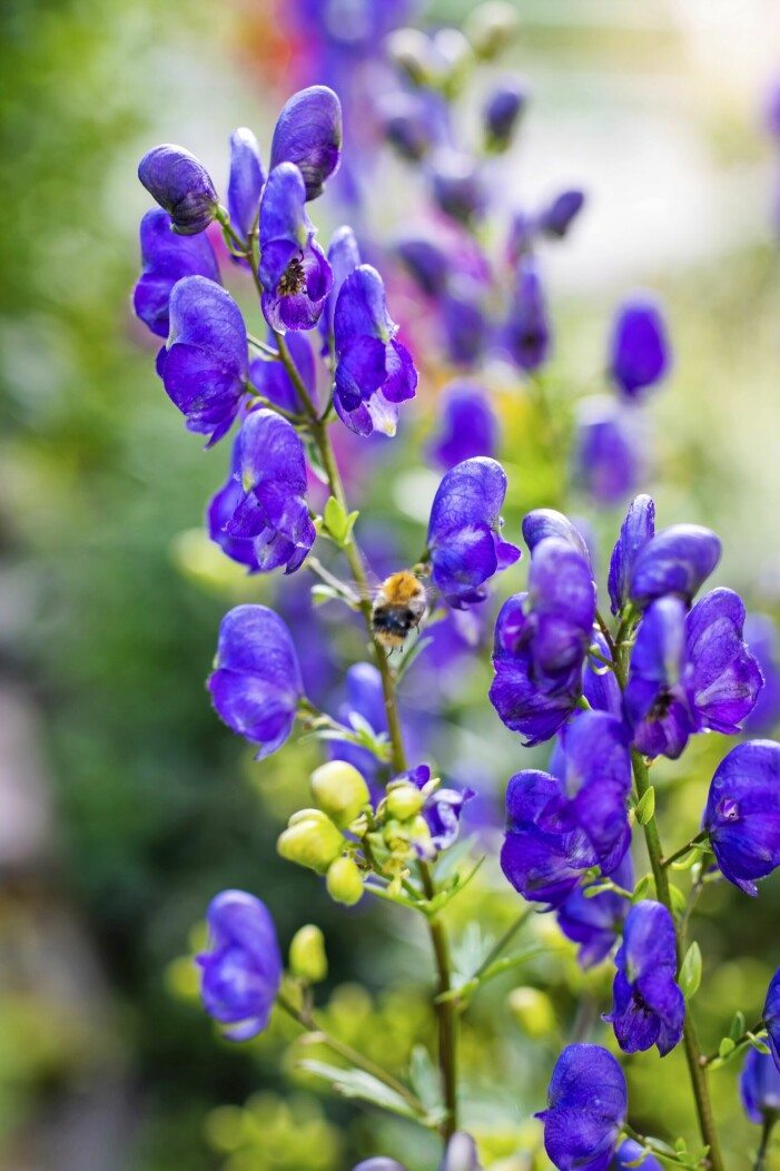Stormhatt, Aconite, är vanligast i blått men finns även som vit och ljusblå. Blomningen är lång och vacker. Stormhatt