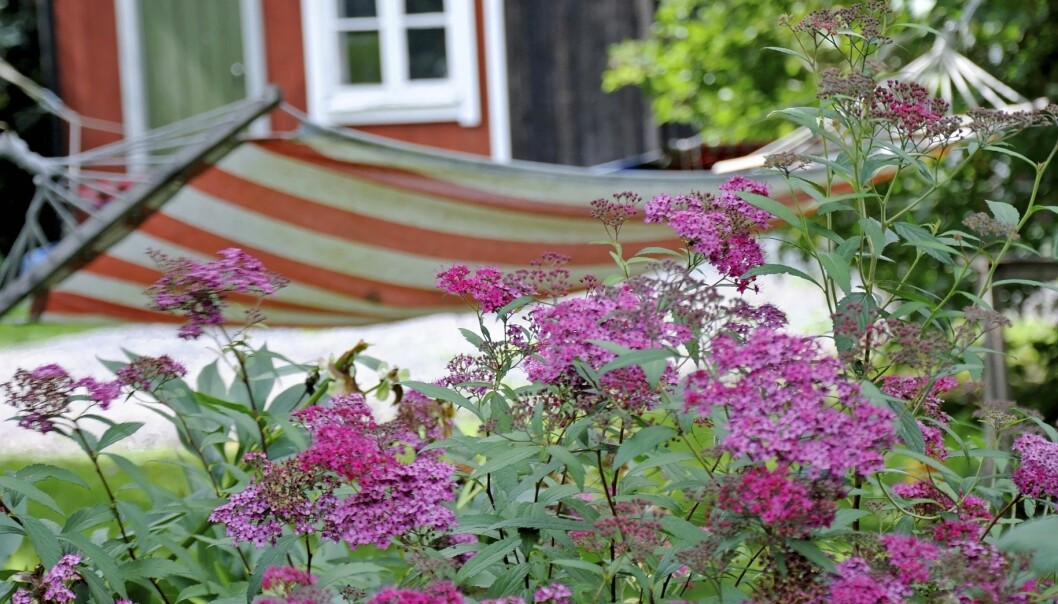 Rosenspirean är praktfull i rabatten. Om du känner att trädgården vuxit ifrån dig under sommaren, gör en nystart. Klipp häckar och gräs, ta bort allt visset och du ska se att det snart är ordning på torpet igen. Rosenspirea blommar i sensommarrabatten.