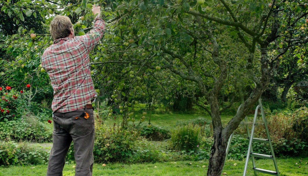 Henrik Hanell plockar äpplen under september och oktober.