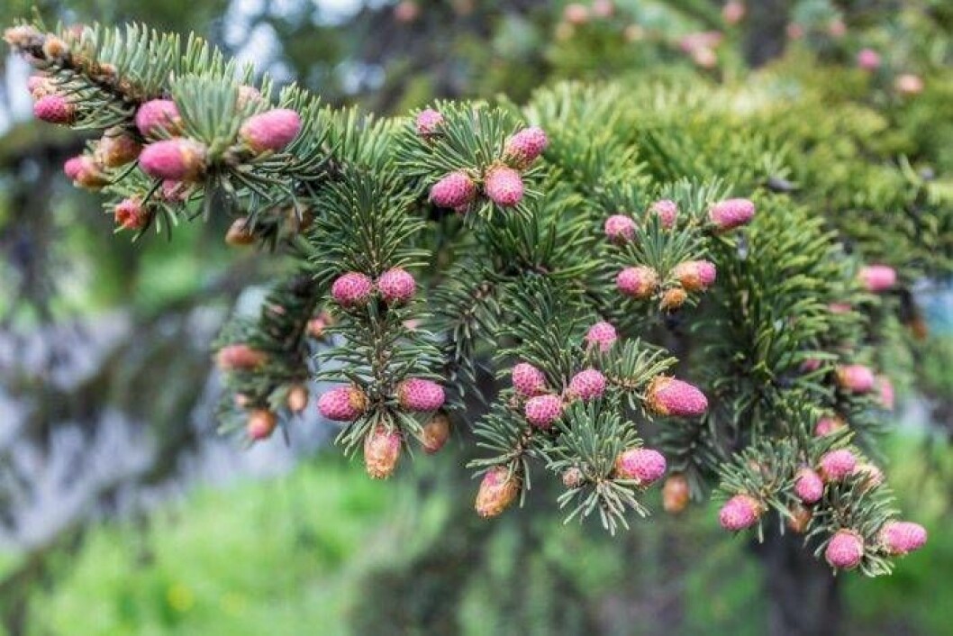 Serbgran, Picea omorika. Höjd 20 m, zon 5. Foto: IBL Serbgran trädguiden