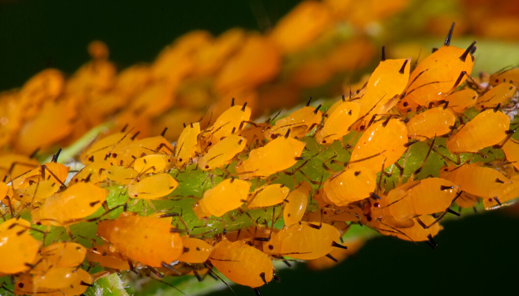 Bladlöss kan ha en mängd olika färger och förökar sig snabbt. Foto: Shutterstock/TT Gula bladlöss på en växtstjälke.