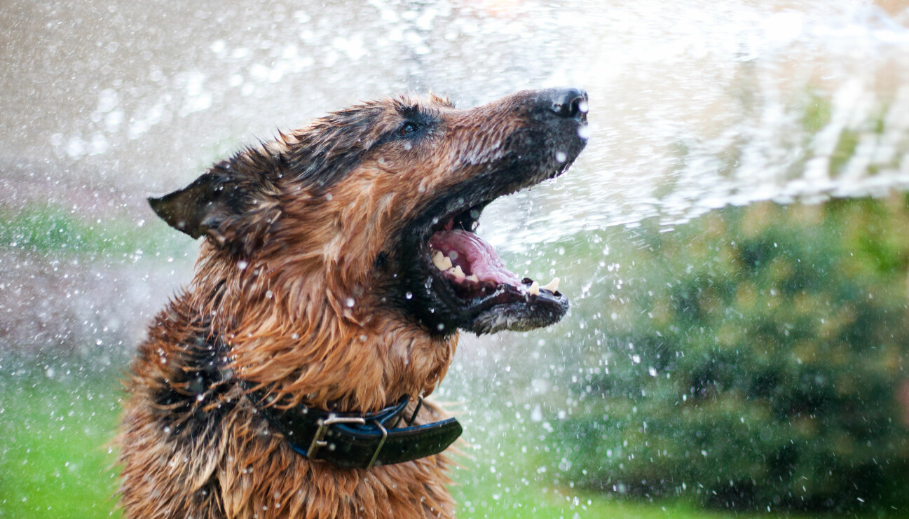 Vatten svalkar hunden.