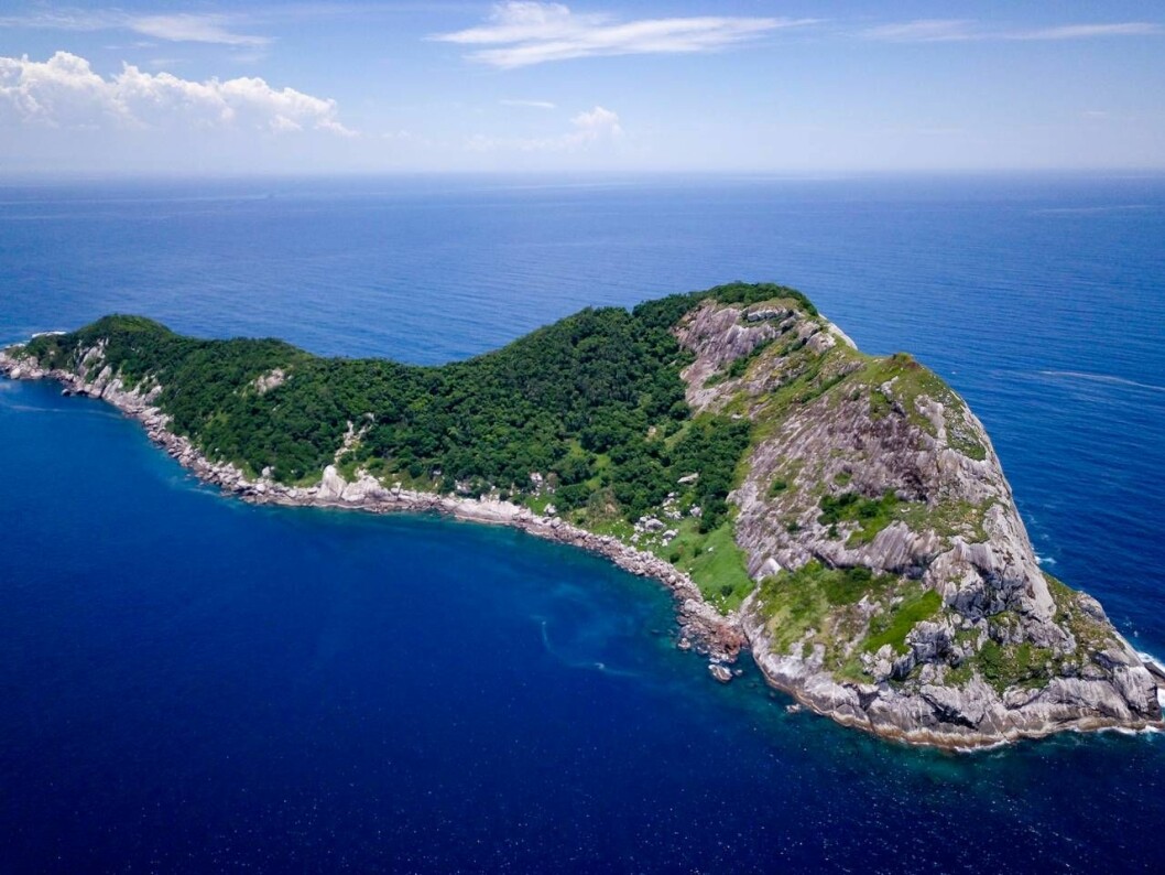 Queimada Grande Island är en livsfarlig plats att vistas på. Här kryllar det av ormar och en av arterna, Gyllene lansorm, hör till världens farligaste. Foto: TT