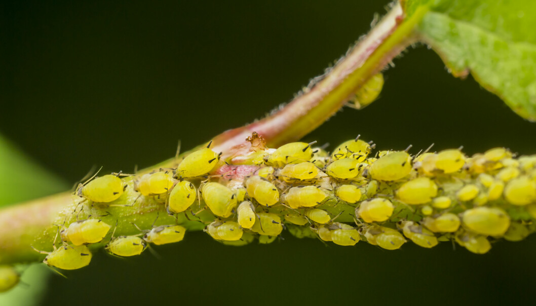 Bladlöss lämnar en klibbig yta efter sig på både blad och fönsterbräda. Foto: Shutterstock/TT Gulgröna bladlöss på en växt.