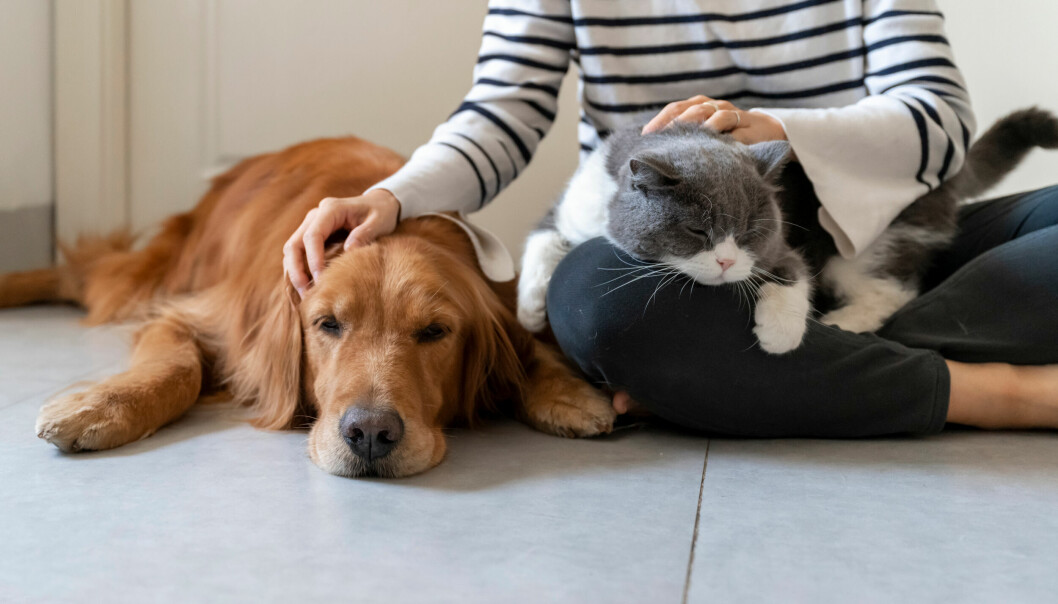 Hund, katt och människa
