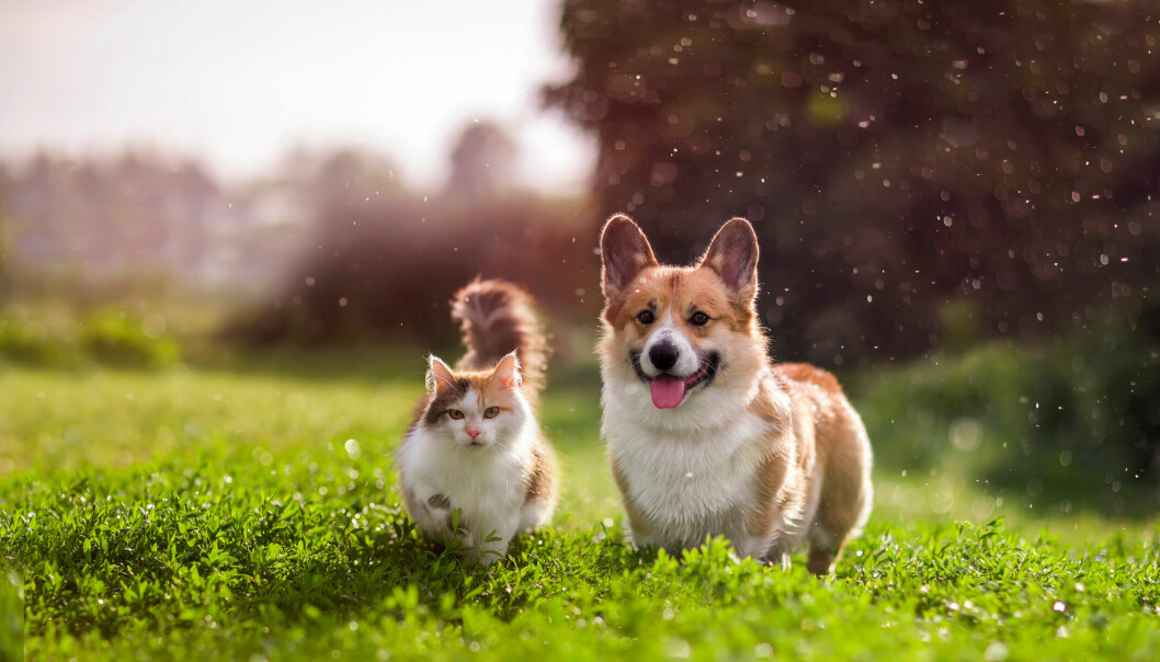 Bild på en katt och hund som står på en gräsmatta.