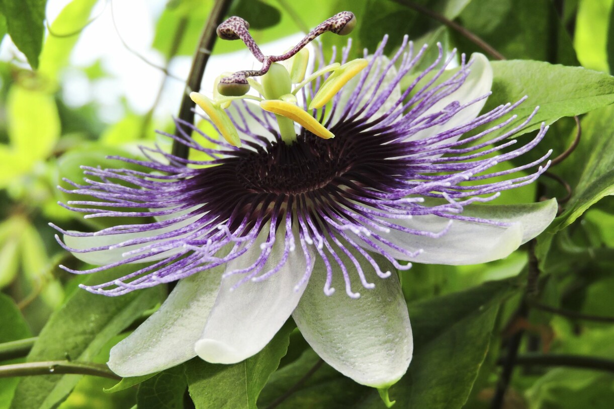 'Shirley' är en kompakt planta som blommar tidigt med underbara blommor. Den vackra passionsblomman 'Shirley'.