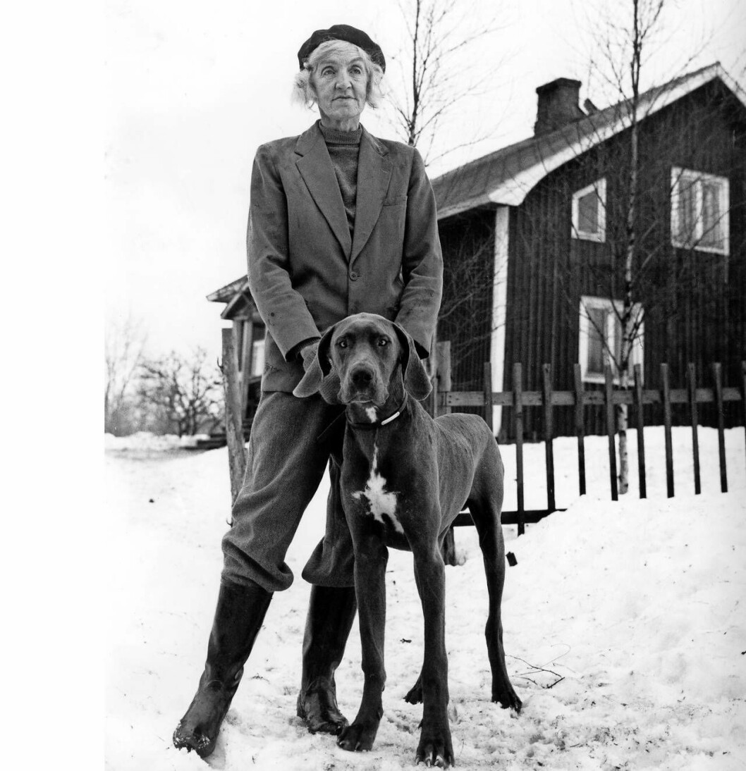 Sigge Stark, alias Signe Björnberg älskade djur och var Sveriges första travkusk. Men hon lämnade hundarna för att föda upp Grand danois-hundar. Foto: Ulf Stråhle/SVT/TT Sigge Stark, alias Signe Björnberg, författare, med en stor hund.