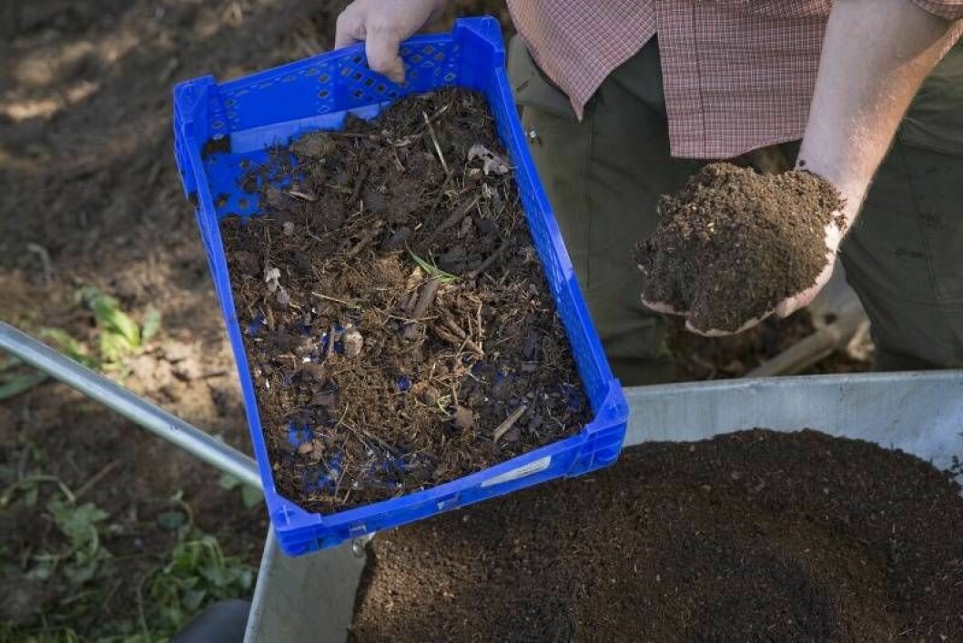 Sila bort de grövsta bitarna från kompostjorden. Lägg tillbaka dem i den nya komposten. Foto: Anders Kronborg Sila bort de grövsta bitarna från kompostjorden. Lägg tillbaka dem i den nya komposten.