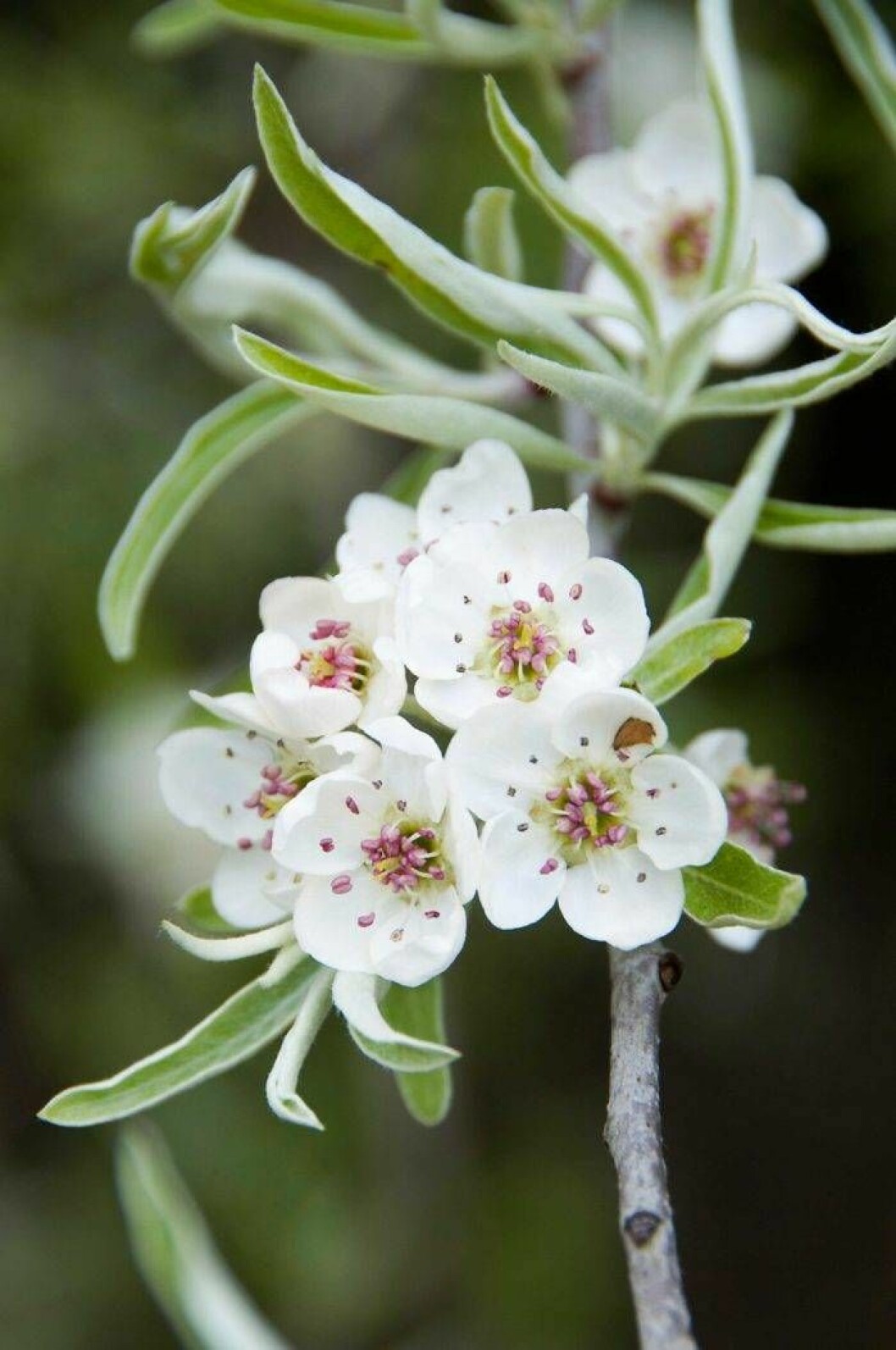 Silverpäron, Pyrus salicifolia, ’Pendula’. Höjd 5–7 m, zon 4. Foto: IBL Silverpäron Trädguiden