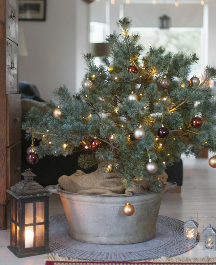 Julträdet behöver inte nå upp till taket för att sprida julstämning. Den här mjuka, vackra silvertallen kan du ha som julträd flera år i rad. Med enkla och stilrena julgransdekorationer framhävs de vackra grenarna i stället för att gömmas bakom allt pynt. Julträdet behöver inte nå upp till taket för att sprida julstämning. Den här mjuka, vackra silvertallen kan du ha som julträd flera år i rad.
Med enkla och stilrena julgransdekorationer framhävs de vackra grenarna i stället för att gömmas bakom allt pynt.