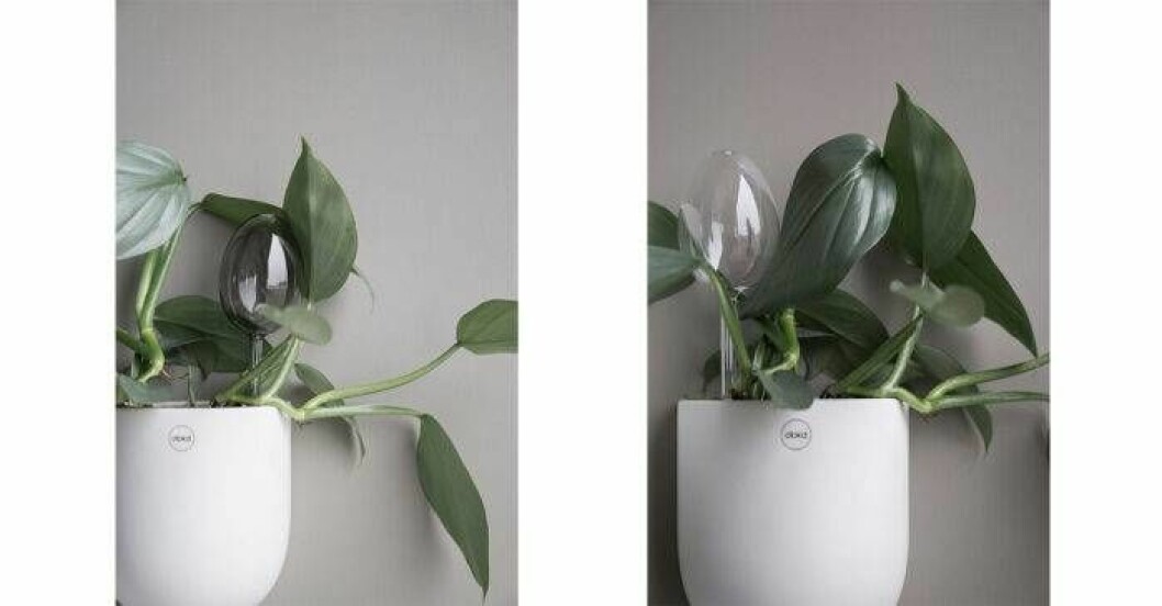 Självbevattnare till blommor i glas