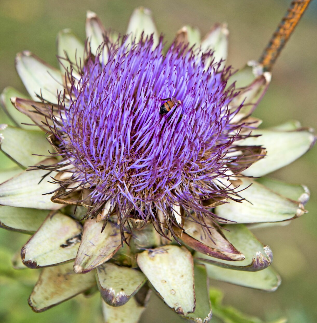 En blommande kronärtskocksblomma drar till sig pollinatörer.