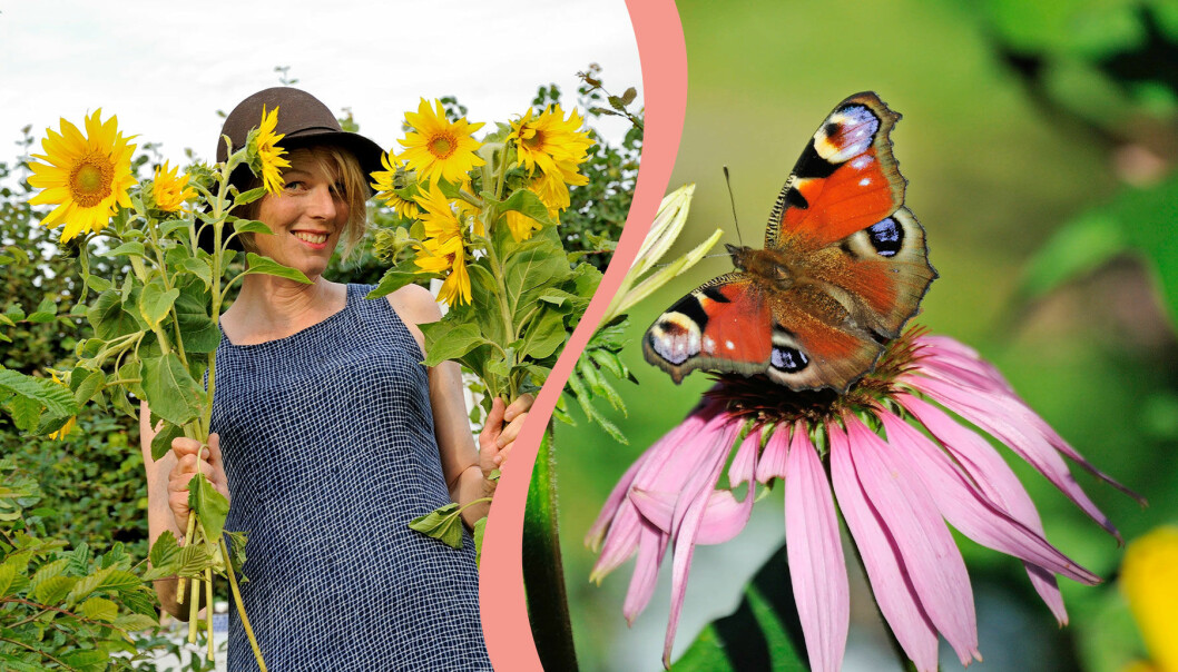 Blomning i trädgården under sensommaren. Till vänster: En kvinna njuter av stora solrosor. Till höger: Fjäril på en perenn.