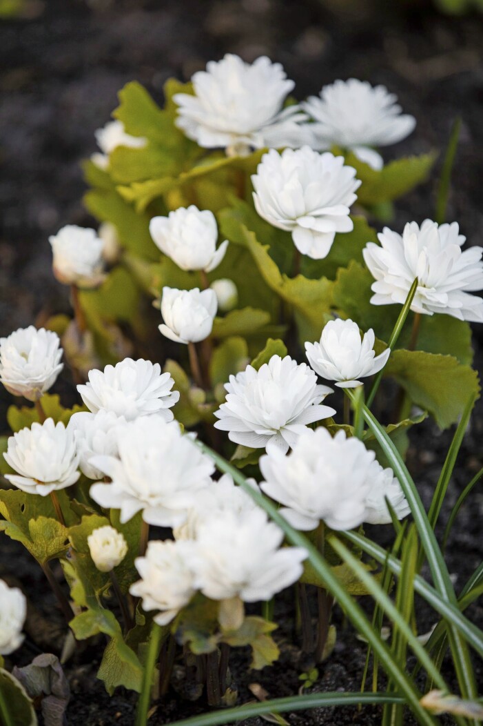 Våren är inte bara lökväxter. Anette tipsar om att plantera in vårblommande perenner, till exempel lden kritvita blodörten.Click to add image caption Blodört.