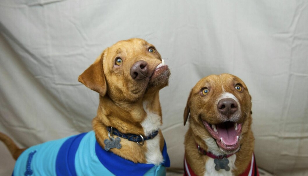 Bröderna Picasso och Pablo övergavs på julafton 2016. Tanken var att Liesl Wilhardt skulle adoptera båda två, men Pablo (till höger på bilden) dog när en pulsåder sprack i hjärnan. Picasso och Pablo