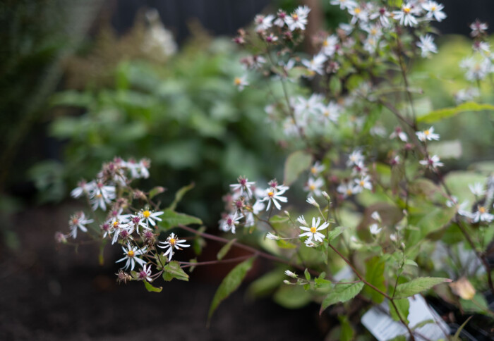 Vit skogsaster har lång blomningstid och trivs på de flesta ställen. I en skuggig rabatt kommer den att lysa upp fint. Vit skogsaster har lång blomningstid och trivs på de flesta ställen. I en skuggig rabatt kommer den att lysa upp fint.