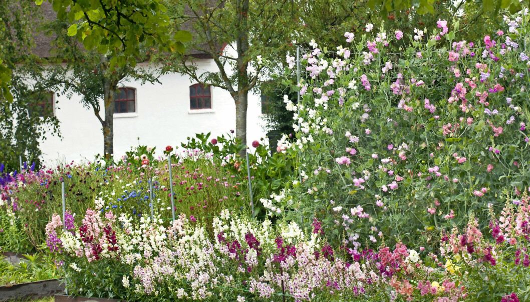 Skörda dina sommarblommor i omgångar. Klipp långa stjälkar till buketterna. Ju längre ner du klipper, desto längre blir de nya skotten. Kom bara ihåg att klippa ovanför ett nytt bladfäste. En rabatt med sommarblommor i full blom.
